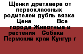 Щенки дратхаара от первоклассных  родителей(дубль вязка) › Цена ­ 22 000 - Все города Животные и растения » Собаки   . Пермский край,Кунгур г.